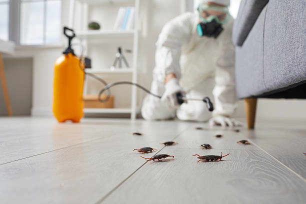 Commercial Rodent Management in Boston